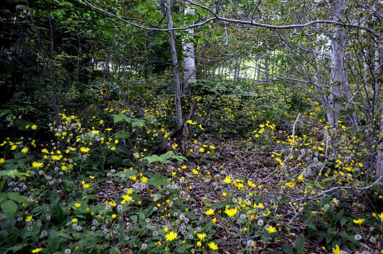 Still Point Lodge Deep Brook Eksteriør bilde