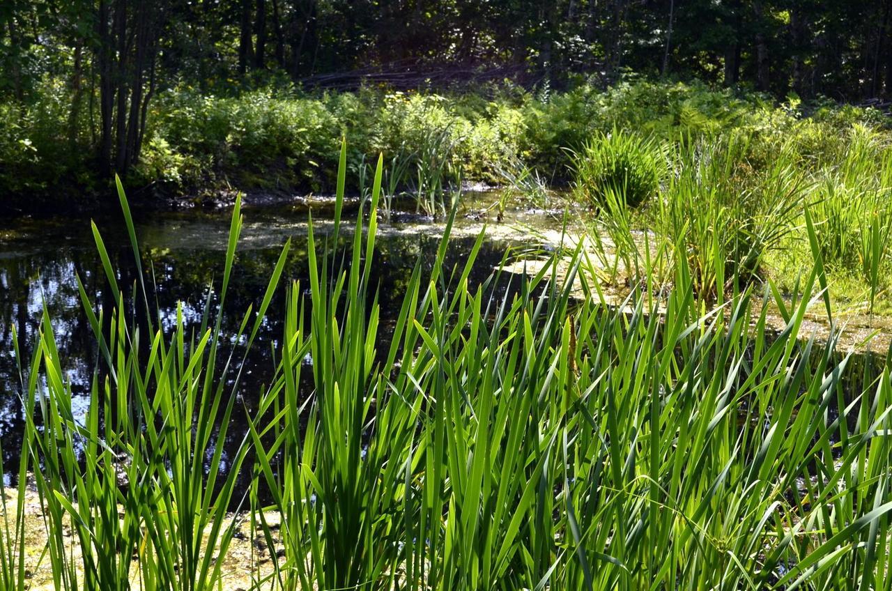 Still Point Lodge Deep Brook Eksteriør bilde